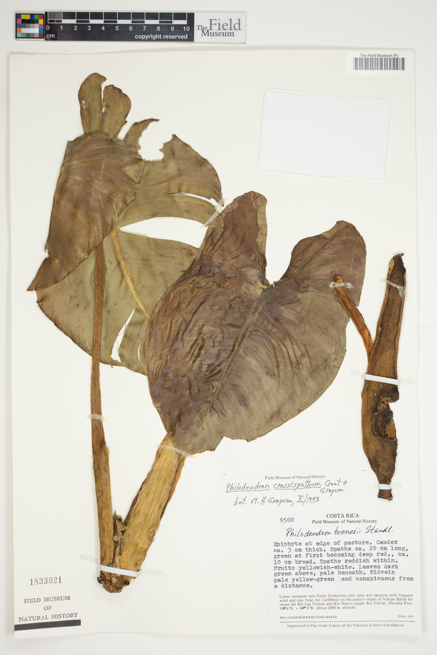 Philodendron crassispathum image