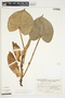 Philodendron crassispathum image