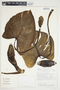 Philodendron crassispathum image