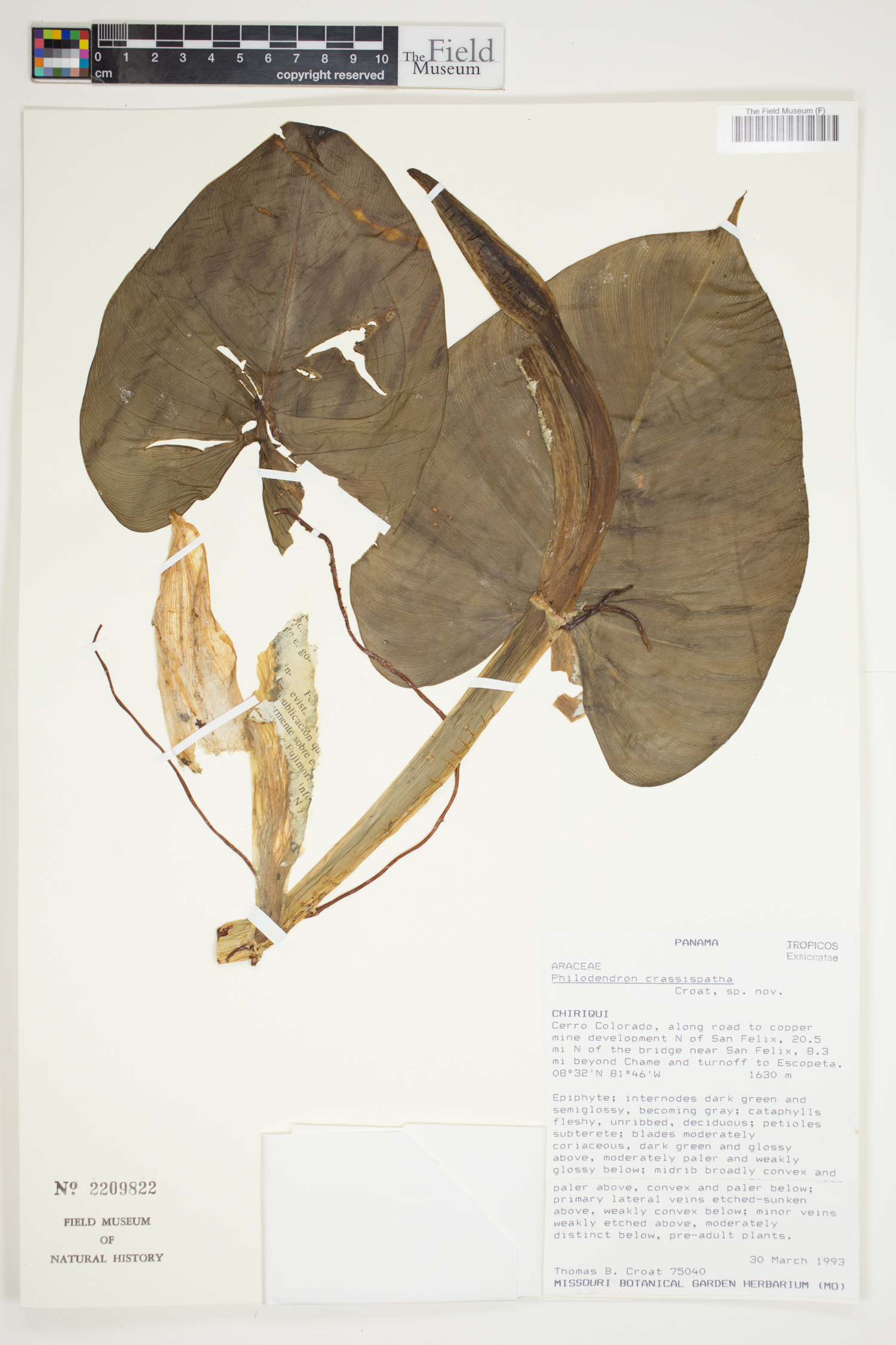 Philodendron crassispathum image