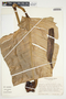 Philodendron davidsonii image