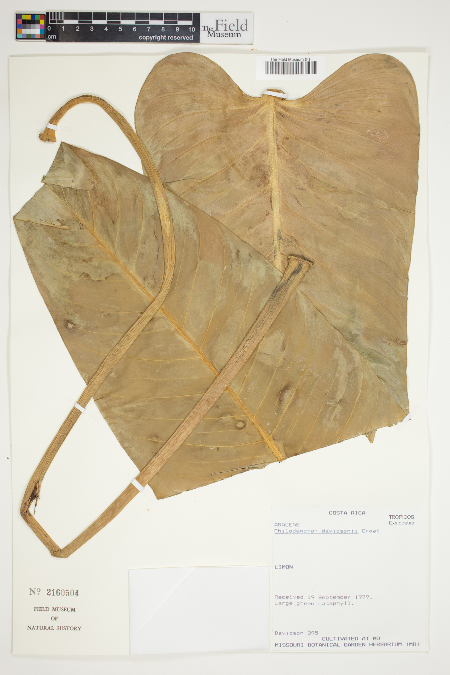 Philodendron davidsonii image
