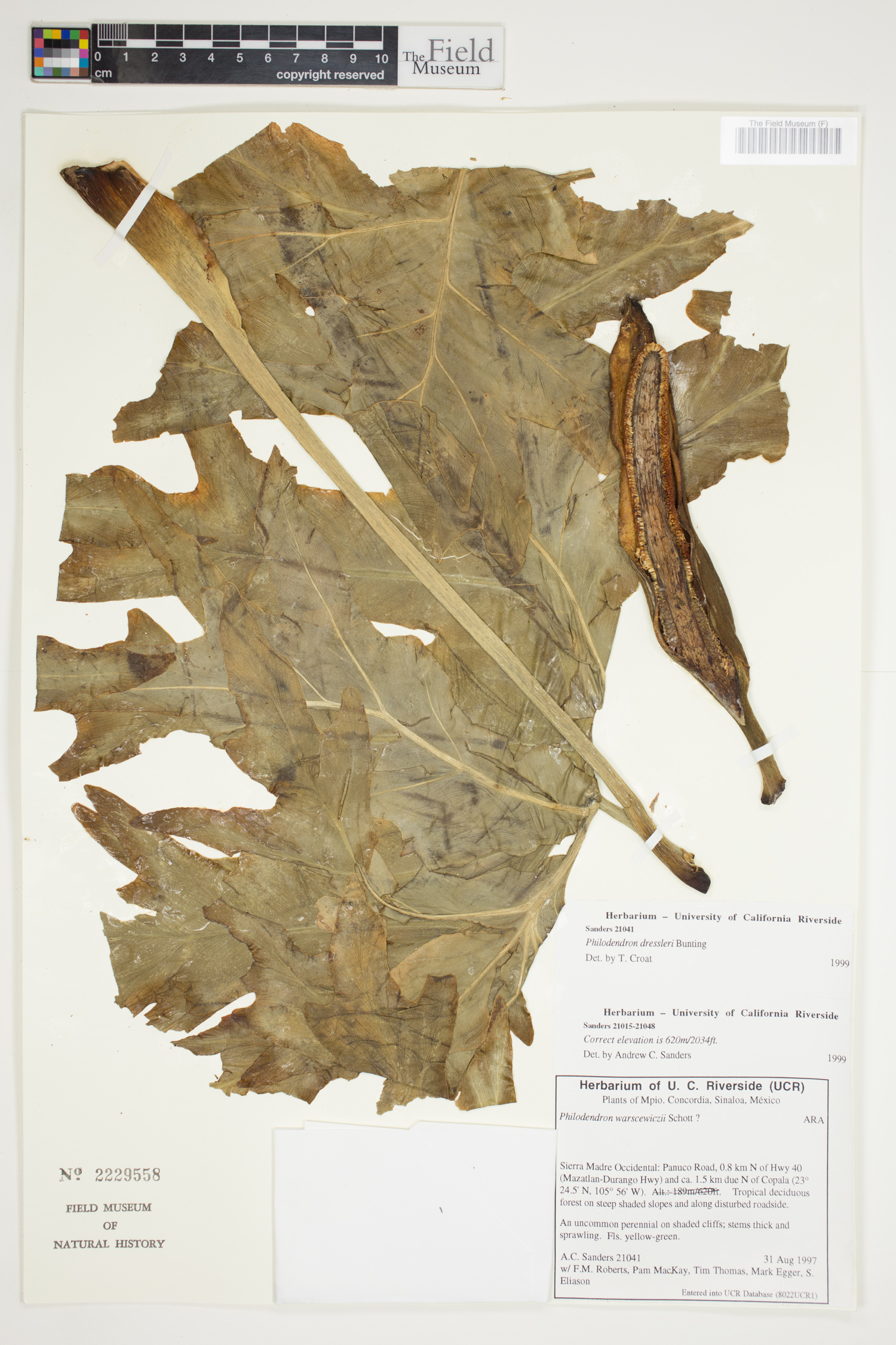 Philodendron dressleri image