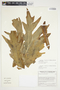 Philodendron dressleri image