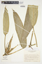Philodendron ensifolium image