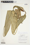 Philodendron ensifolium image