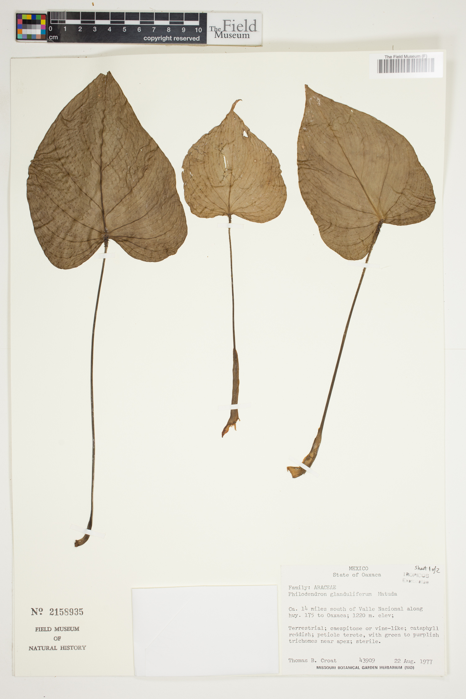 Philodendron glanduliferum image