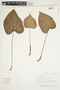 Philodendron glanduliferum image
