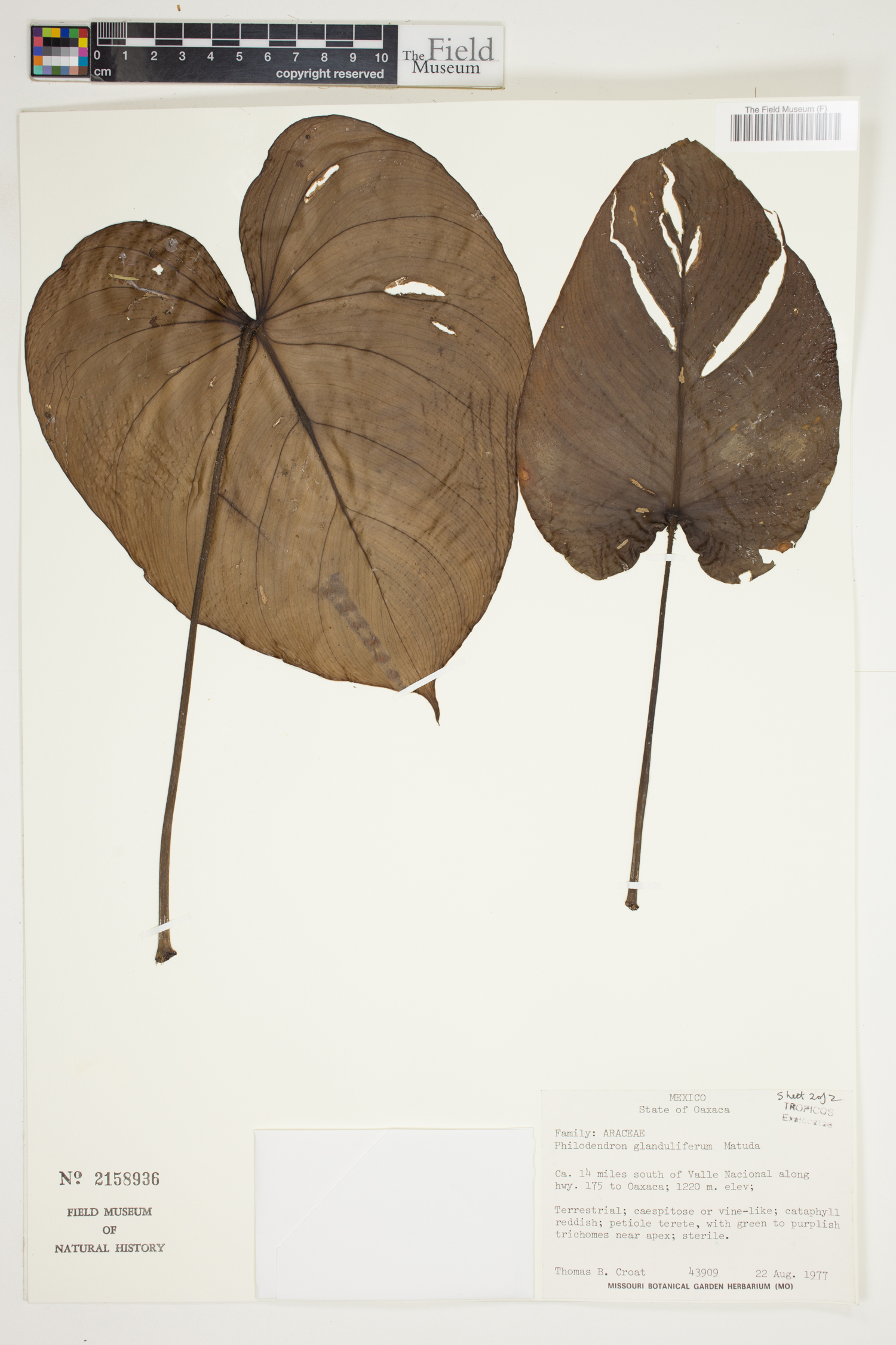 Philodendron glanduliferum image