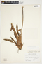 Philodendron grandipes image