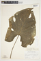 Philodendron grandipes image
