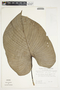 Philodendron grandipes image