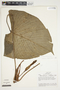 Philodendron grandipes image