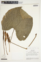 Philodendron grandipes image