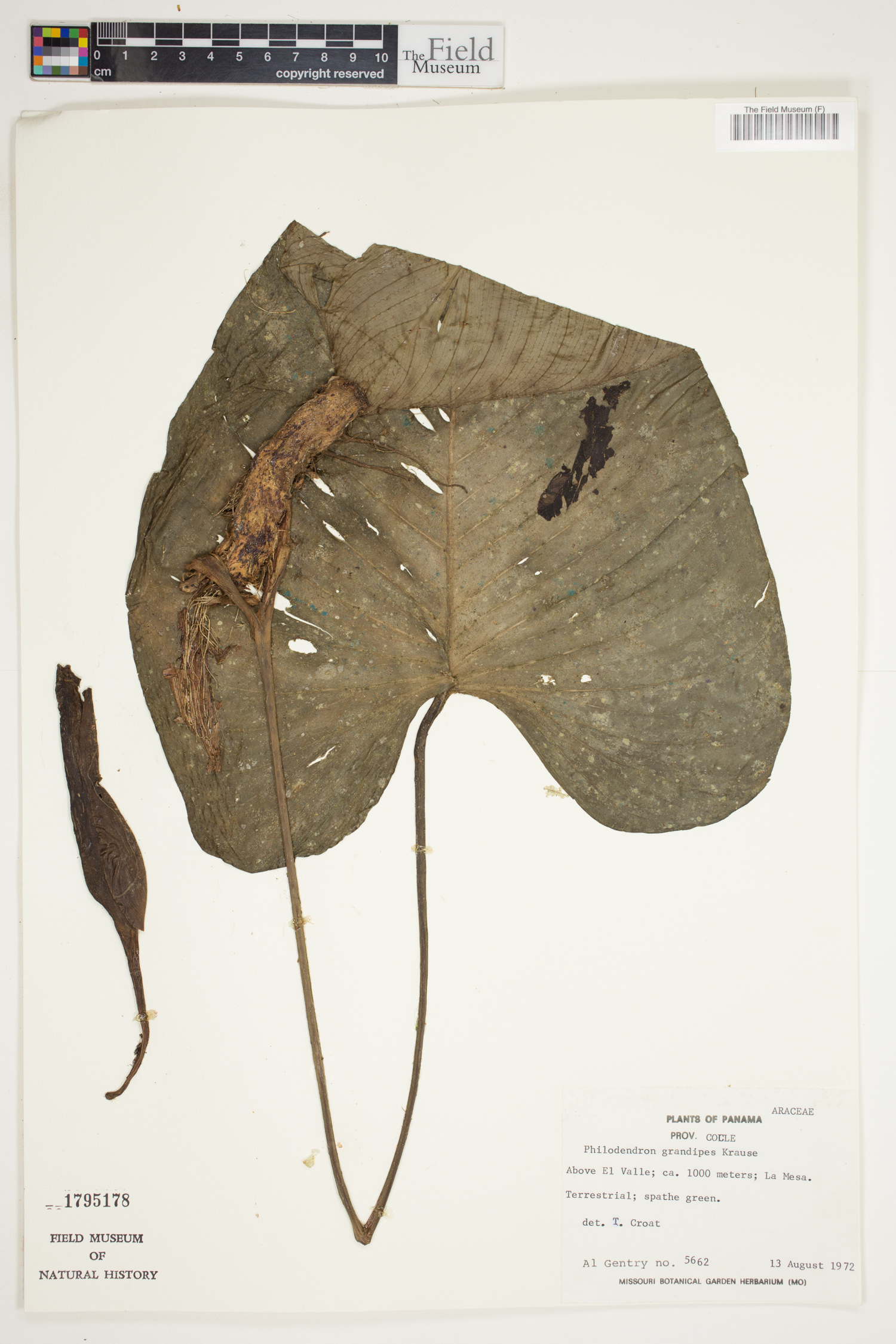 Philodendron grandipes image