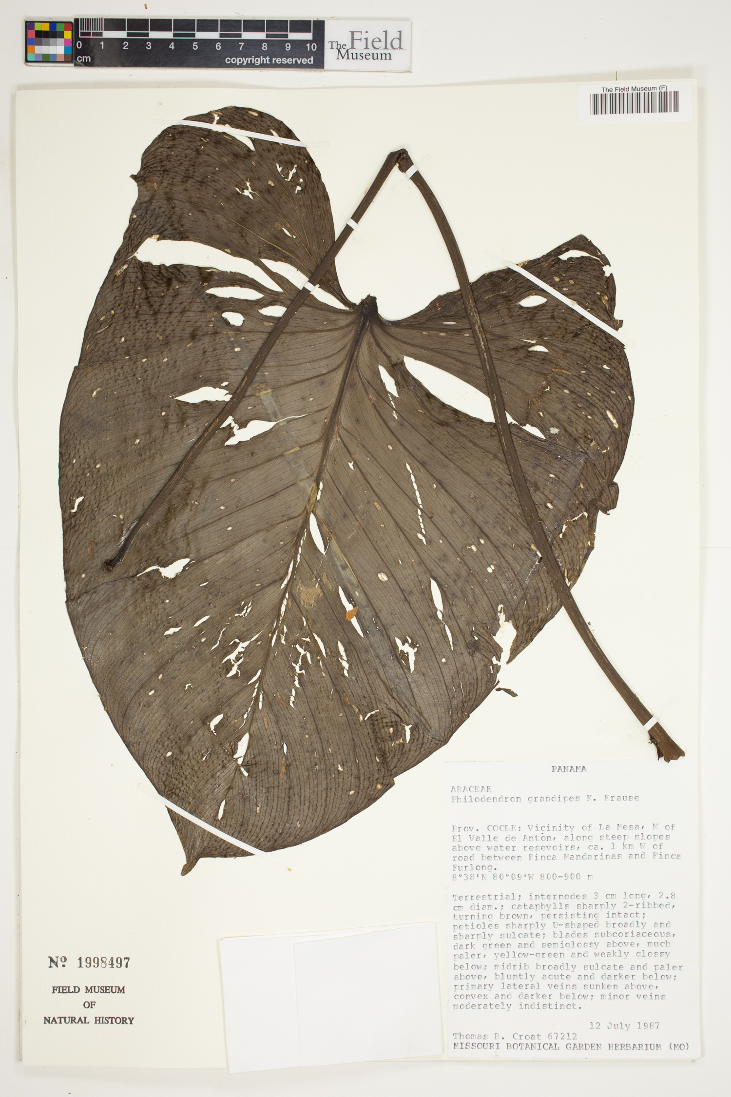 Philodendron grandipes image