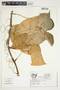 Philodendron inaequilaterum image