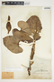 Philodendron hederaceum image