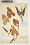 Philodendron hederaceum image
