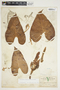 Philodendron hederaceum image
