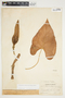 Philodendron hederaceum image