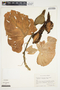 Philodendron hederaceum image