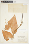 Philodendron hederaceum image