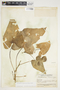 Philodendron hederaceum image
