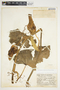 Philodendron hederaceum image