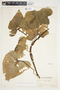 Philodendron hederaceum image