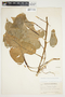 Philodendron hederaceum image