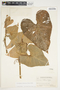 Philodendron hederaceum image