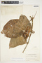 Philodendron hederaceum image