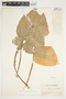 Philodendron hederaceum image