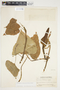 Philodendron hederaceum image