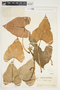 Philodendron hederaceum image