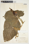 Philodendron hederaceum image