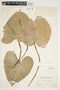 Philodendron hederaceum image
