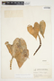 Philodendron hederaceum image