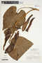 Philodendron hederaceum image