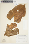 Philodendron hederaceum image