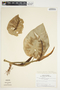 Philodendron hederaceum image