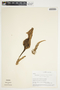 Philodendron hederaceum image