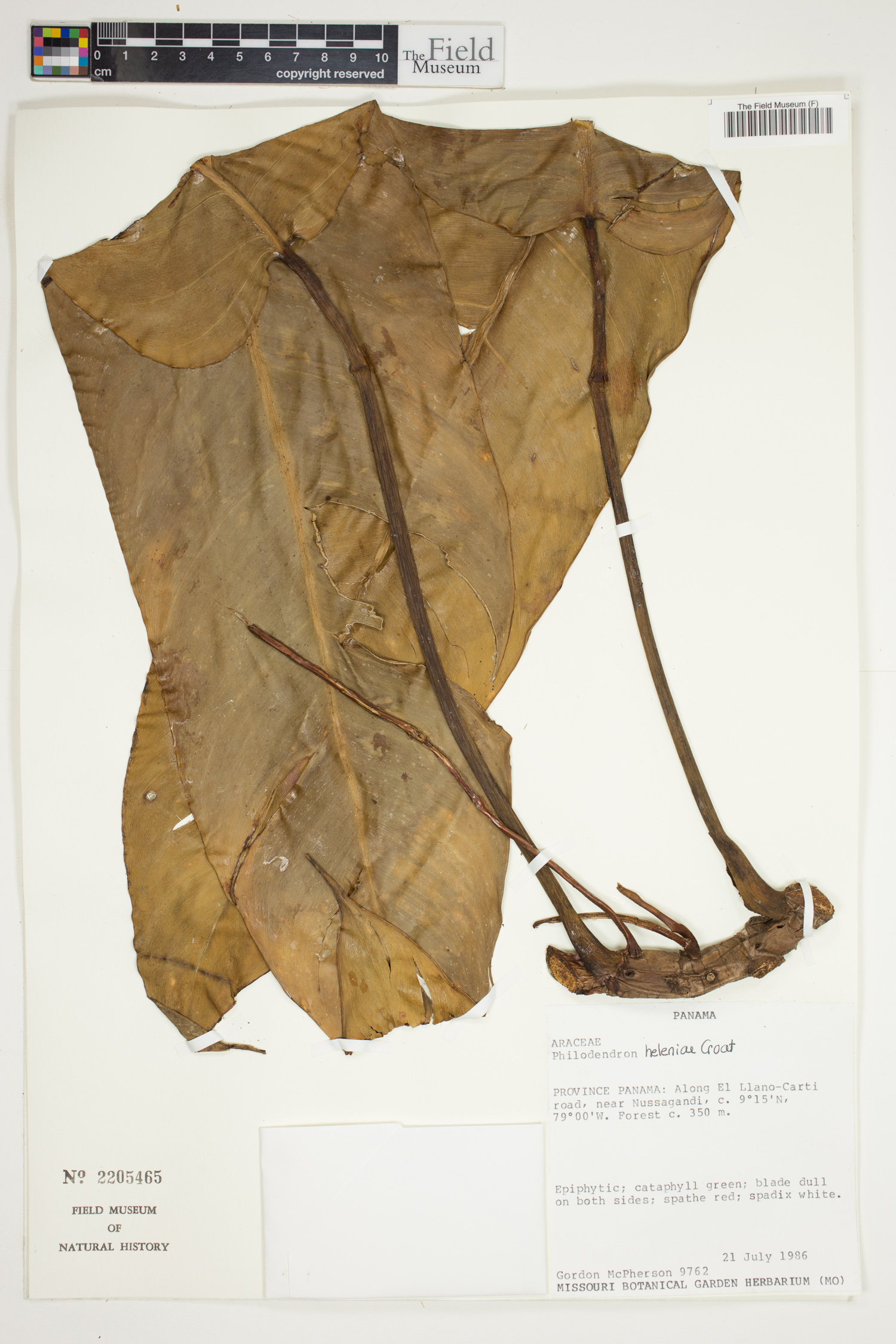 Philodendron heleniae image
