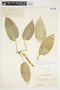 Philodendron herbaceum image