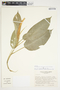 Philodendron herbaceum image