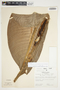 Philodendron ichthyoderma image