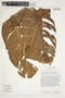 Philodendron ichthyoderma image