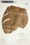 Philodendron ichthyoderma image