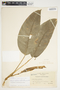 Philodendron inaequilaterum image